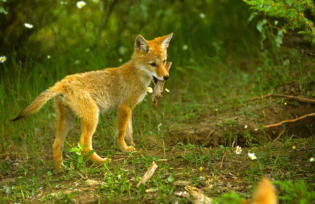 Playful Coyote Pup