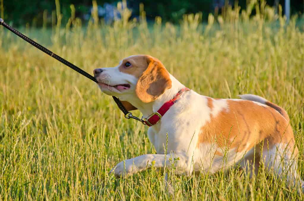 Stubborn beagle puppy pulling its leash with its teeth as if playing tug-of-war