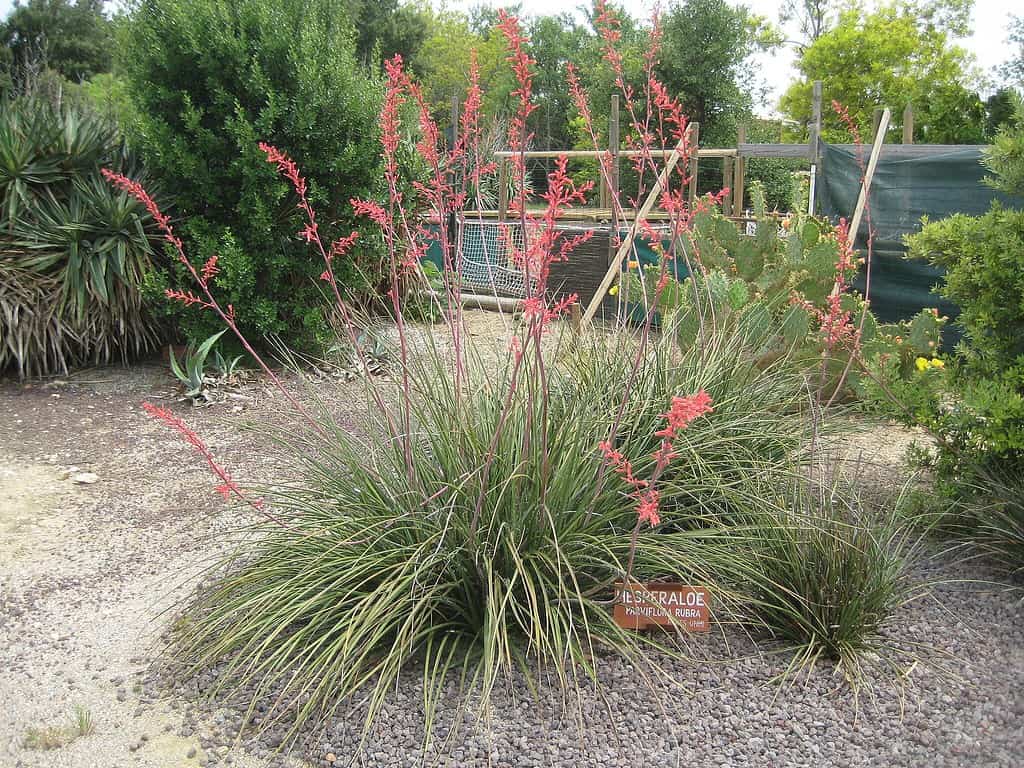 Hesperaloe parviflora, red yucca plant