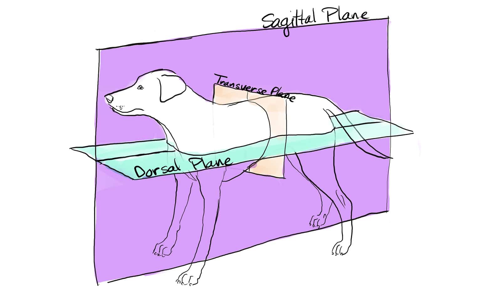 Dorsal vs Ventral: Understanding the Different Planes of Anatomy - A-Z ...