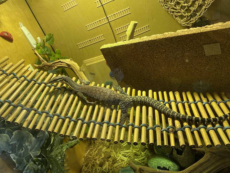 Pet Kimberley rock monitor lounging on a large bamboo bridge in enclosure