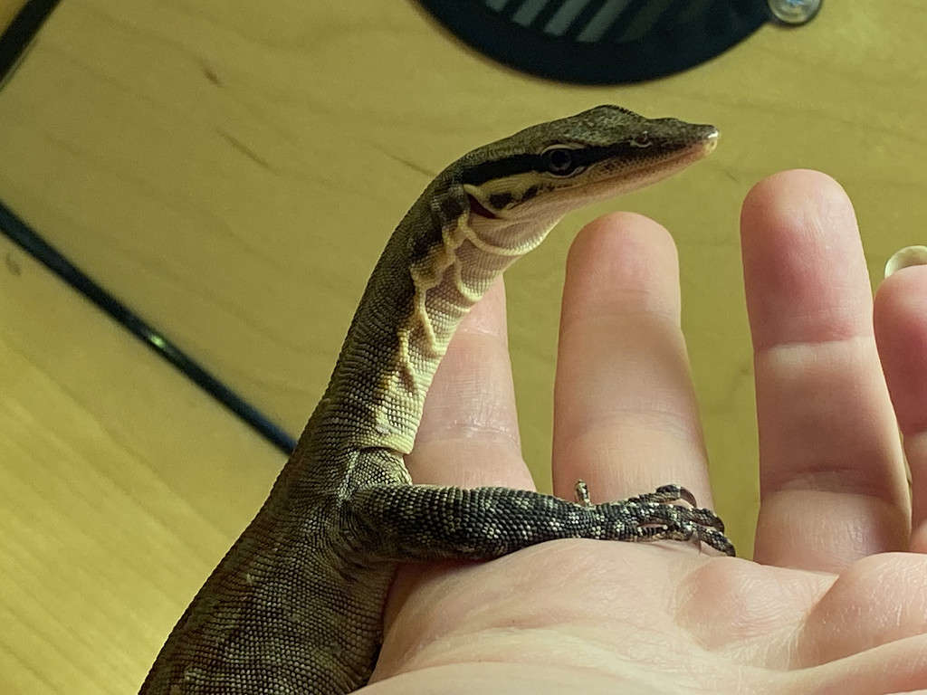 Pet Kimberley rock monitor shows owner affection with paw on her hand