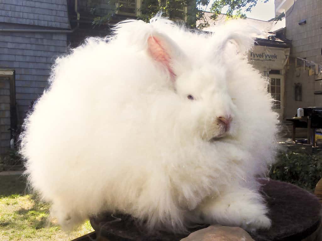 Giant Angora rabbit