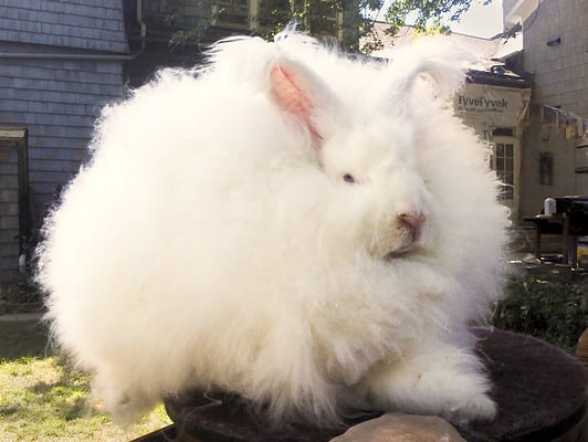 English Angora Rabbit Animal Facts - Oryctolagus cuniculus (English ...