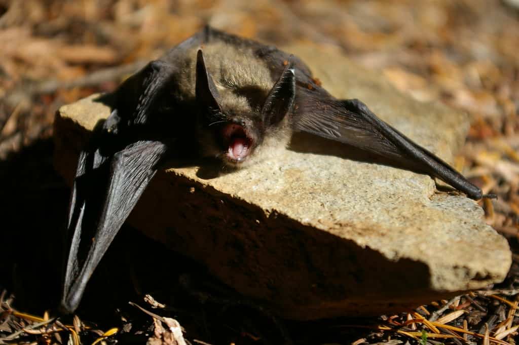 keen's myotis, small bat species in pacific northwest.