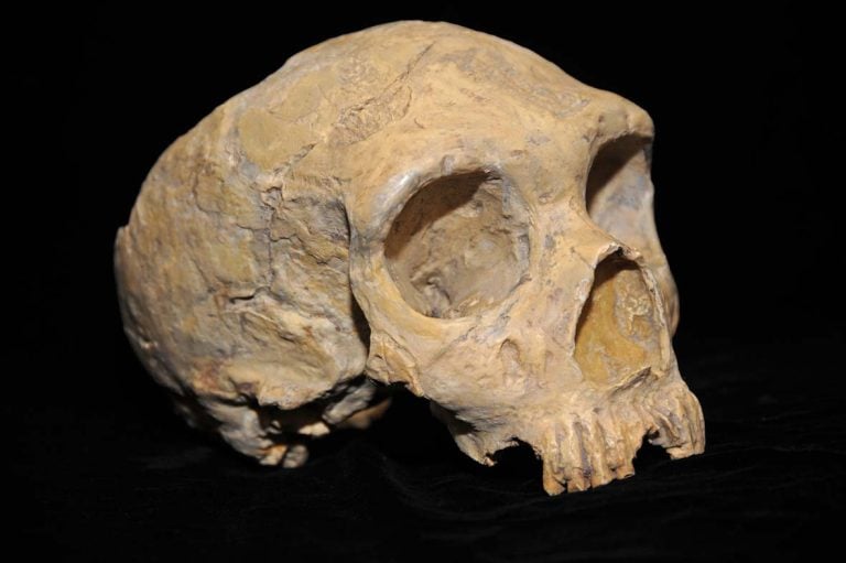 Neanderthal skull from Forbes Quarry, Gibraltar