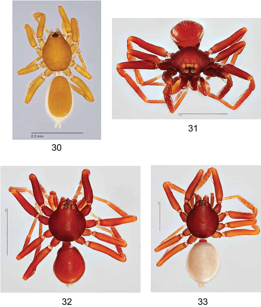 Oonopidae - Goblin Spider