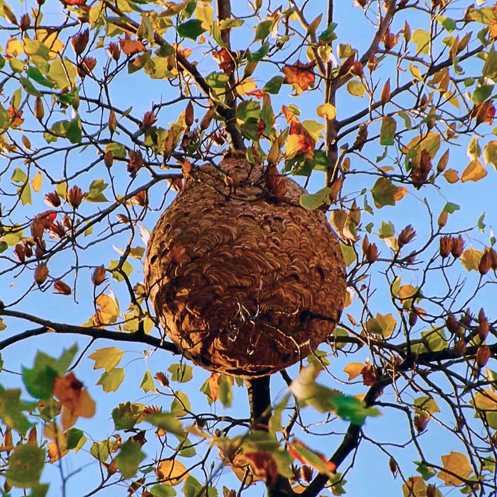 A Vespa velutina nigrithorax nest built at 33ft on a Liriodendron tulipífera and identified in November 2015 at the Plaza Pedro Nunes, 88, Porto, Portugal , which only became visible after the leaves fall off in Autumn.