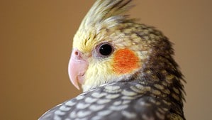 Owning a Cockatiel: Temperament, Diet, and Complete Care Guide photo