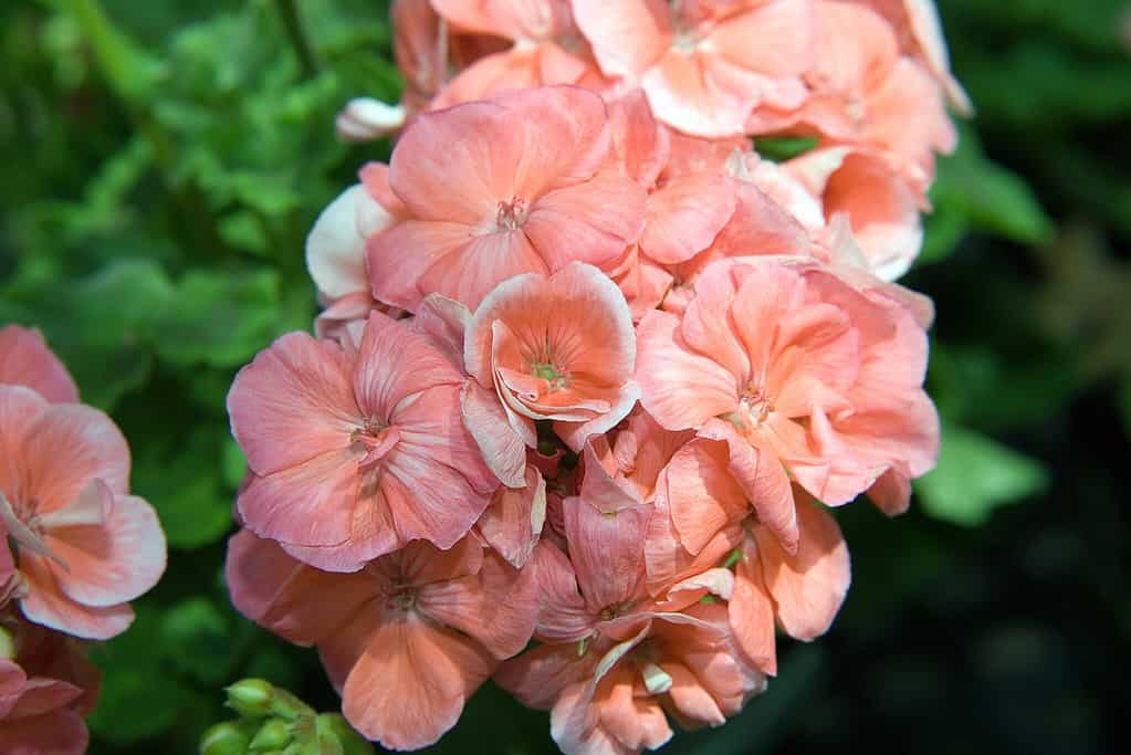 Friendship and comfort are attributes given to geraniums.