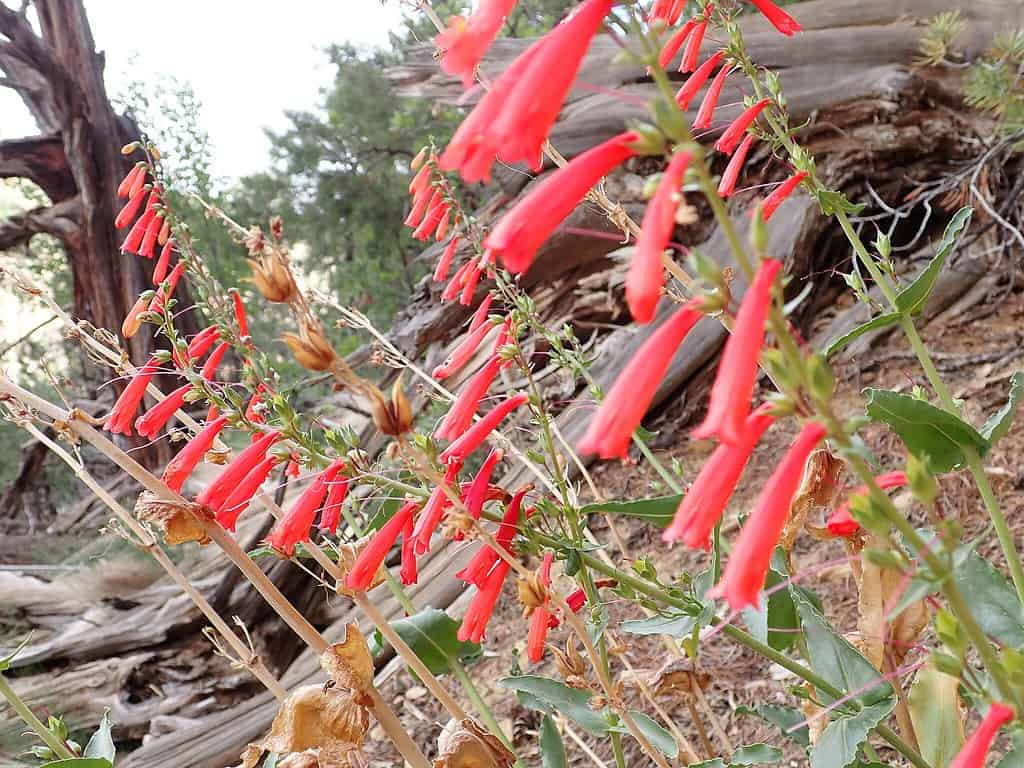 Firecracker penstemon plant with red flowers.
