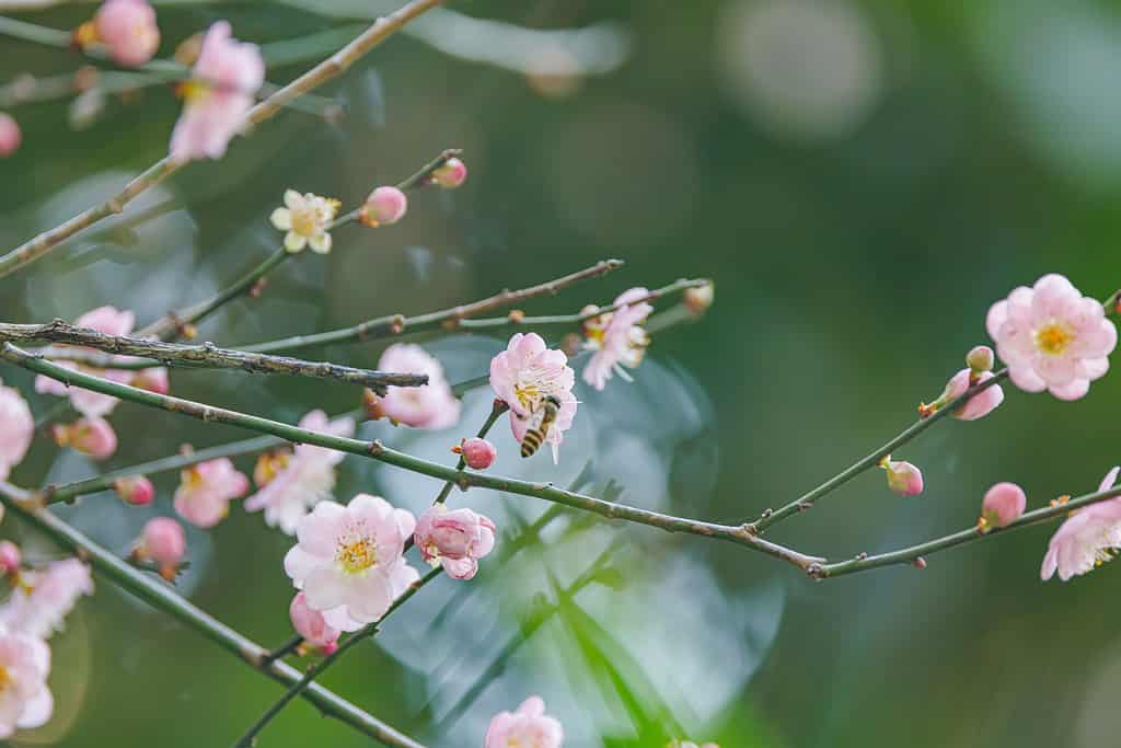 Japanese Flowering apricot blooms