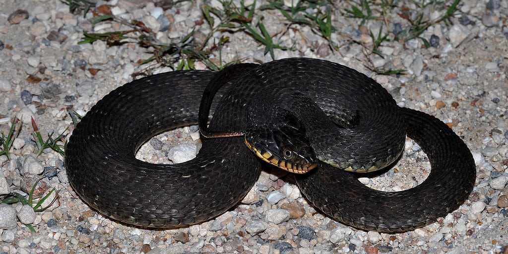 Plain Bellied Watersnake Chambers County Texas