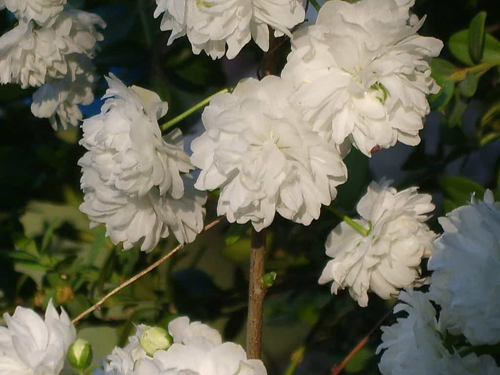Flowering almond, Prunus glandulosa, blooms