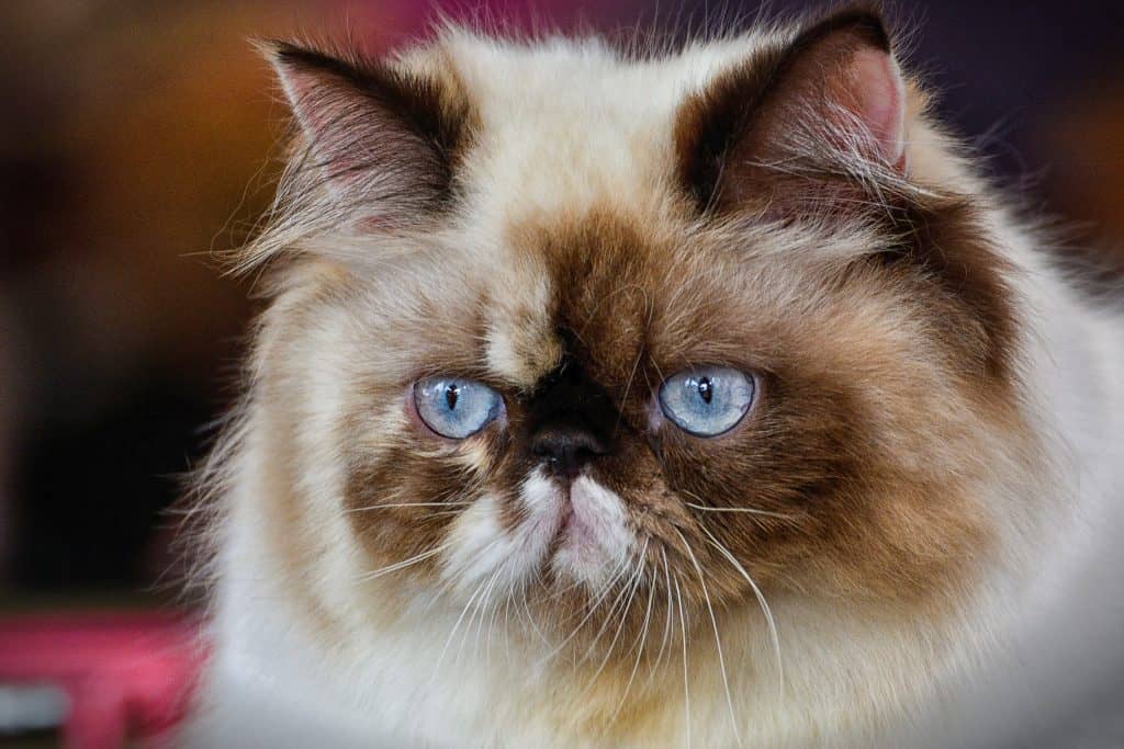 Tortie point Himalayan
