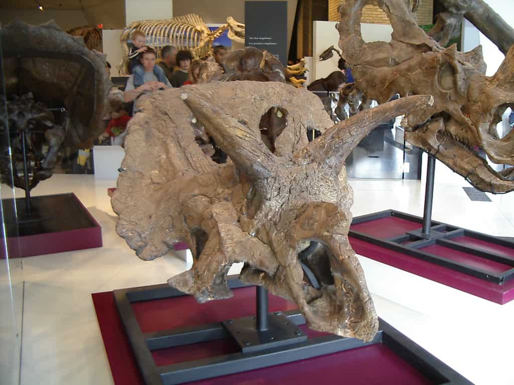 Arrhinoceratops