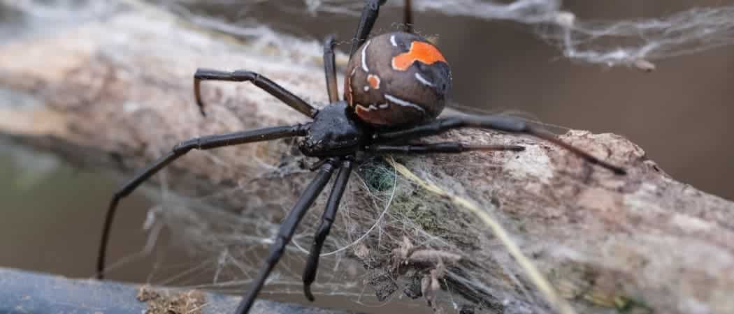 black widow funnel web