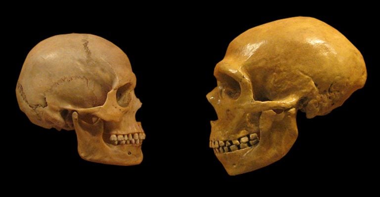 Modern human vs. Neanderthal skulls