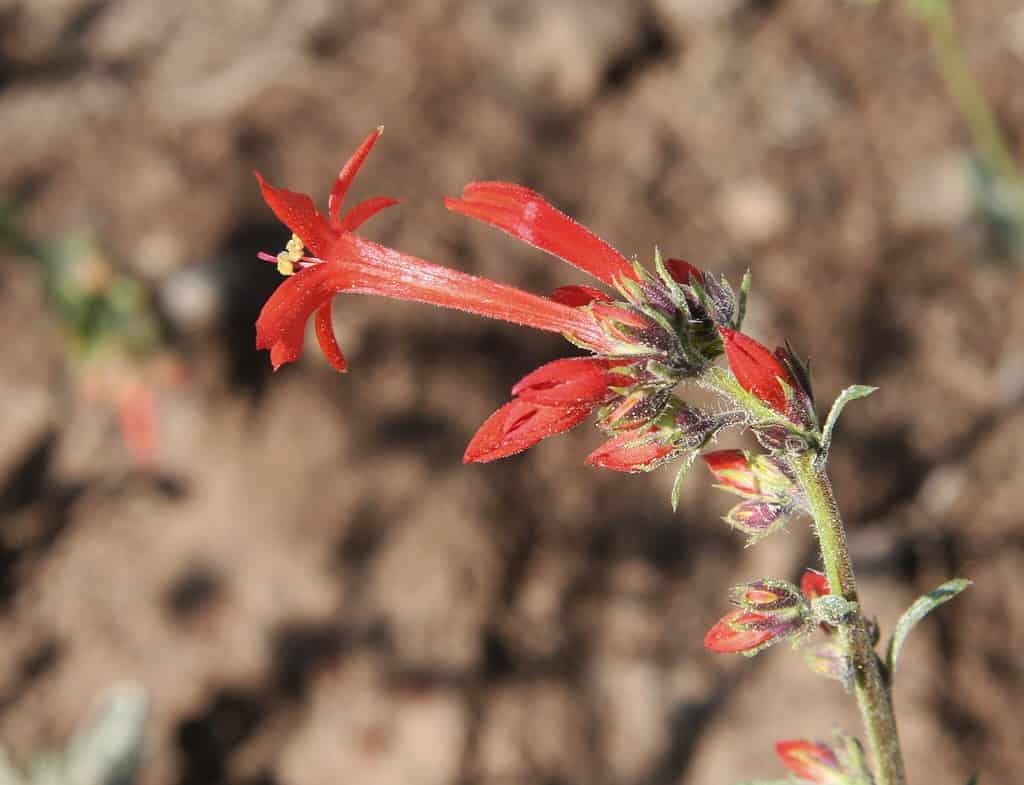 Scarlet gilia flower with red tubular bloom
