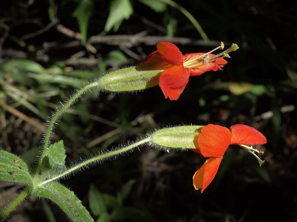 Red and yellow scarlet monkeyflower blooms