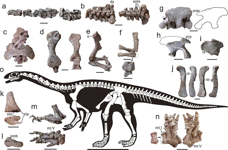 Discover The 19 Dinosaurs That Start With X - A-z Animals