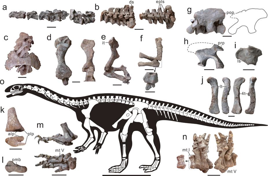 Skeleton holotype Xingxiulong.