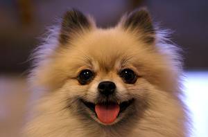 National Pomeranian Day 2024: Date, Origin, and Ways to Celebrate Picture