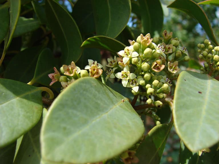 The 11 Most Iconic Trees Native to Hawaii - A-Z Animals