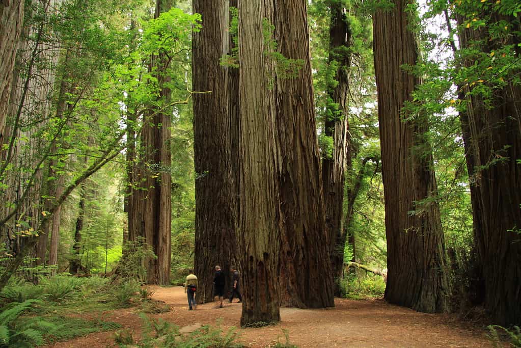 Stout_Memorial_Grove_in_Jedediah_Smith_Redwoods_State_Park_in_2011_(22)