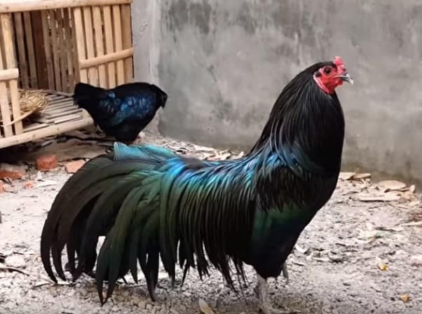 Sumatra chicken; black chicken breeds