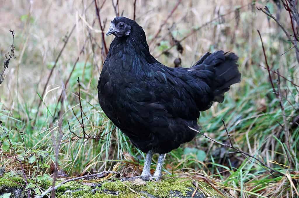 Svarthöna chicken, Svart Hona chicken, Swedish Black chicken, black chicken breeds