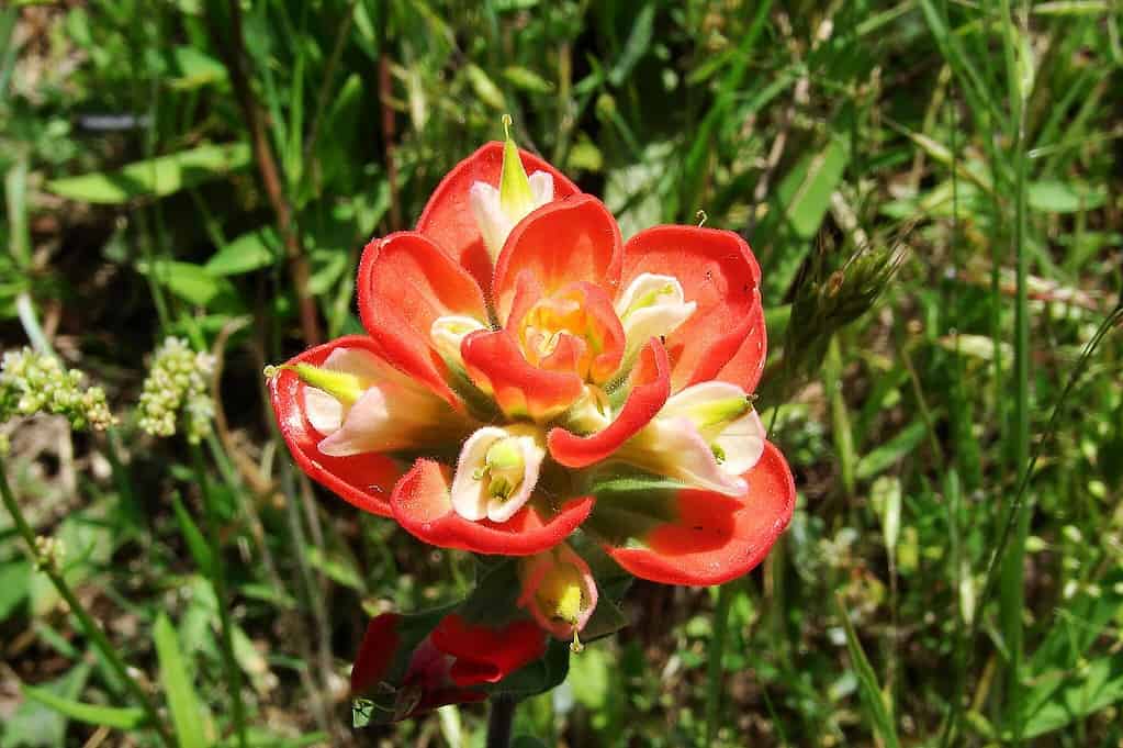 Red Texas Indian paintbrush bloom