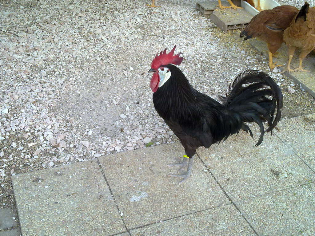 White-faced Black Spanish chicken