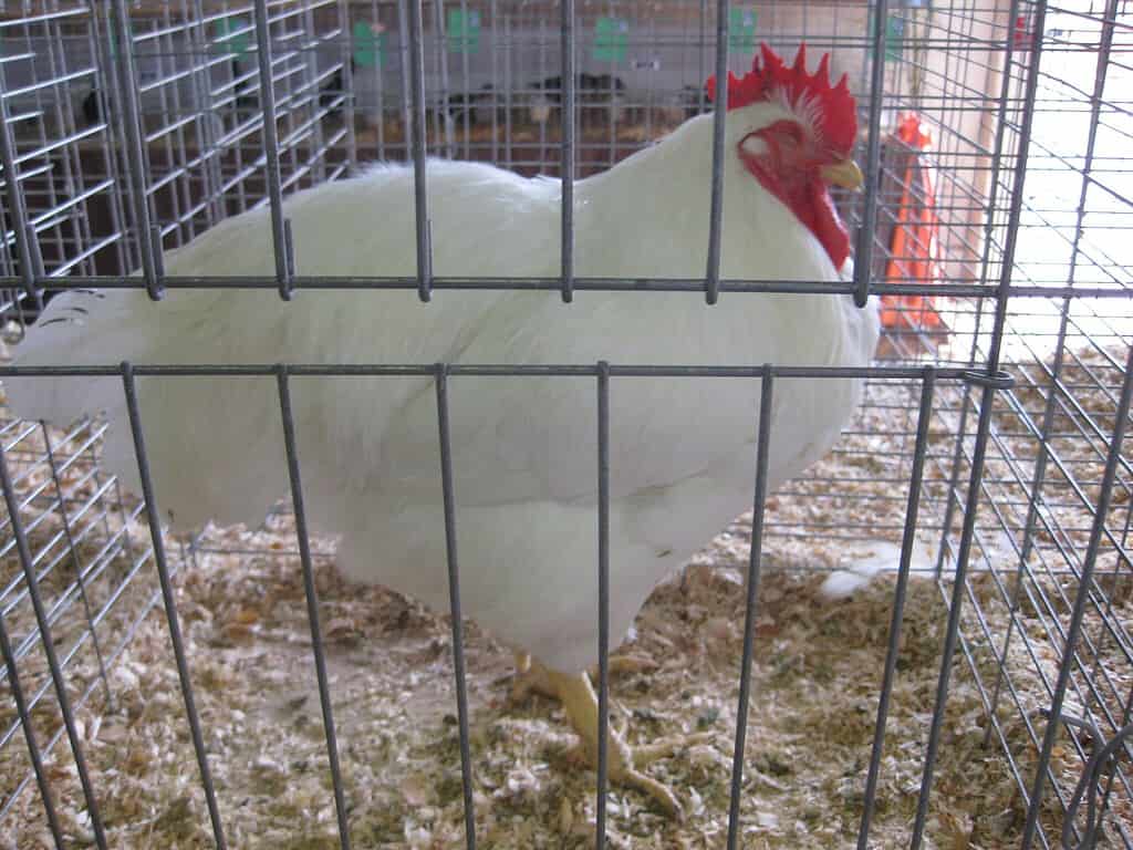 Plymouth chicken