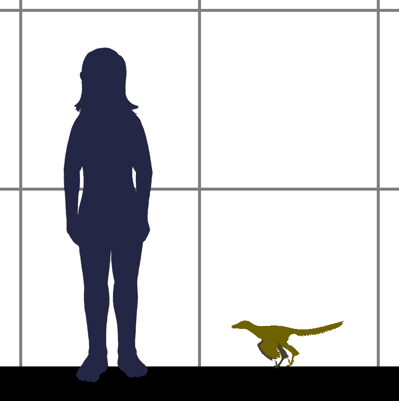 Size of the birdlike deinonychosaur Xiaotingia, compared to a human.