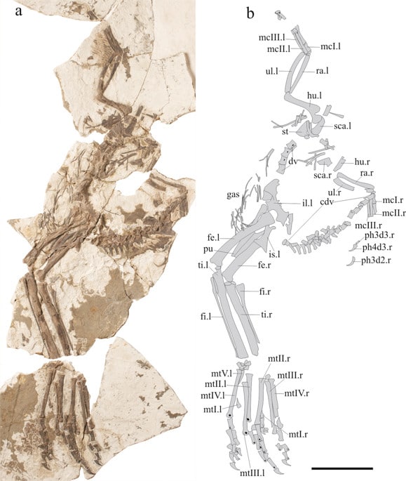 Xingtianosaurus holotype