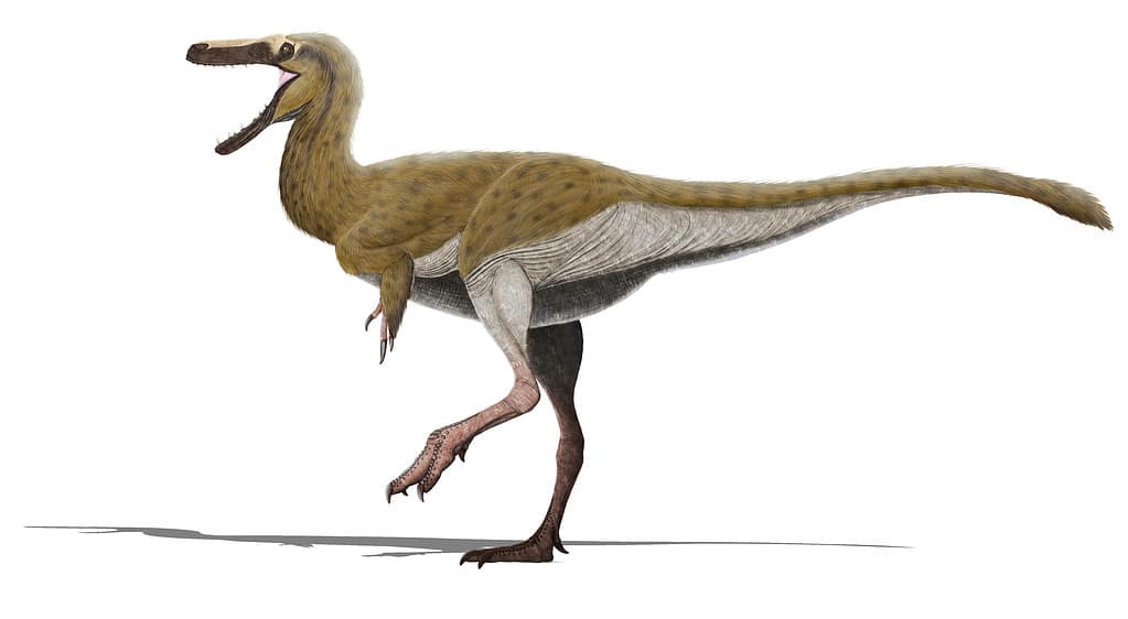 Here is a current representation of what Xiongguanlong would look like in life according to what is available.