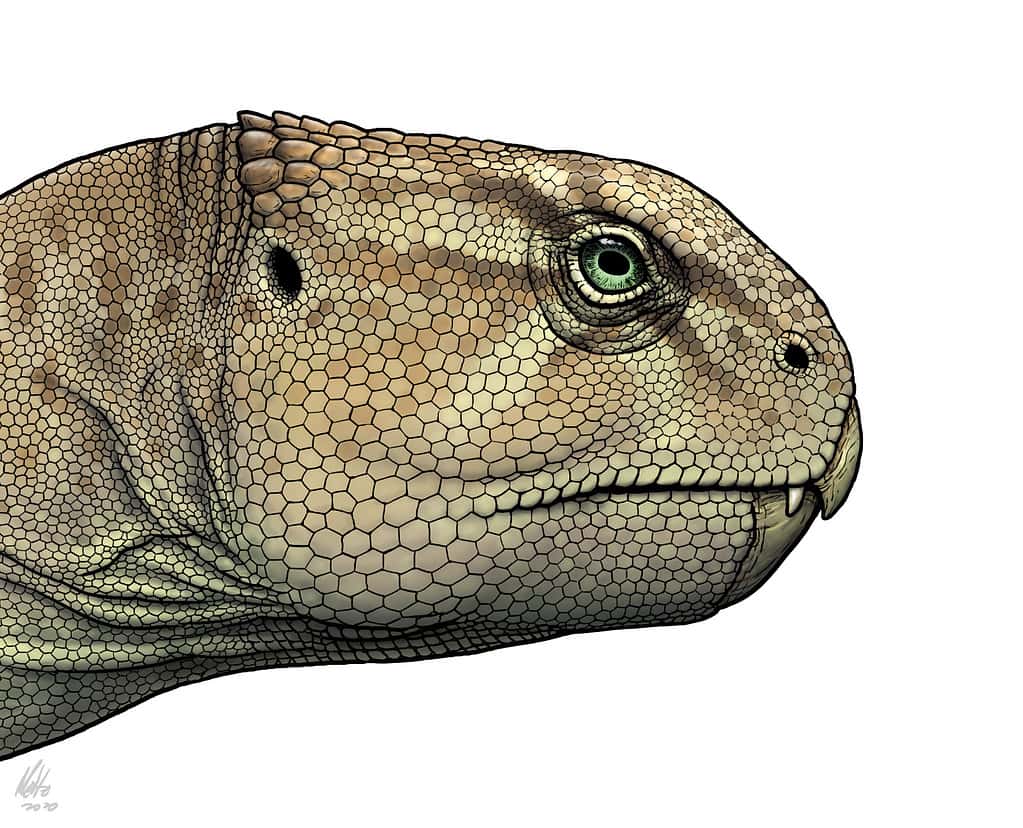 Artistic reconstruction of the head of an early ceratopsian Xuanhuaceratops niei based on the currently known fossil material and the cranial remains of other chaoyangsaurids.