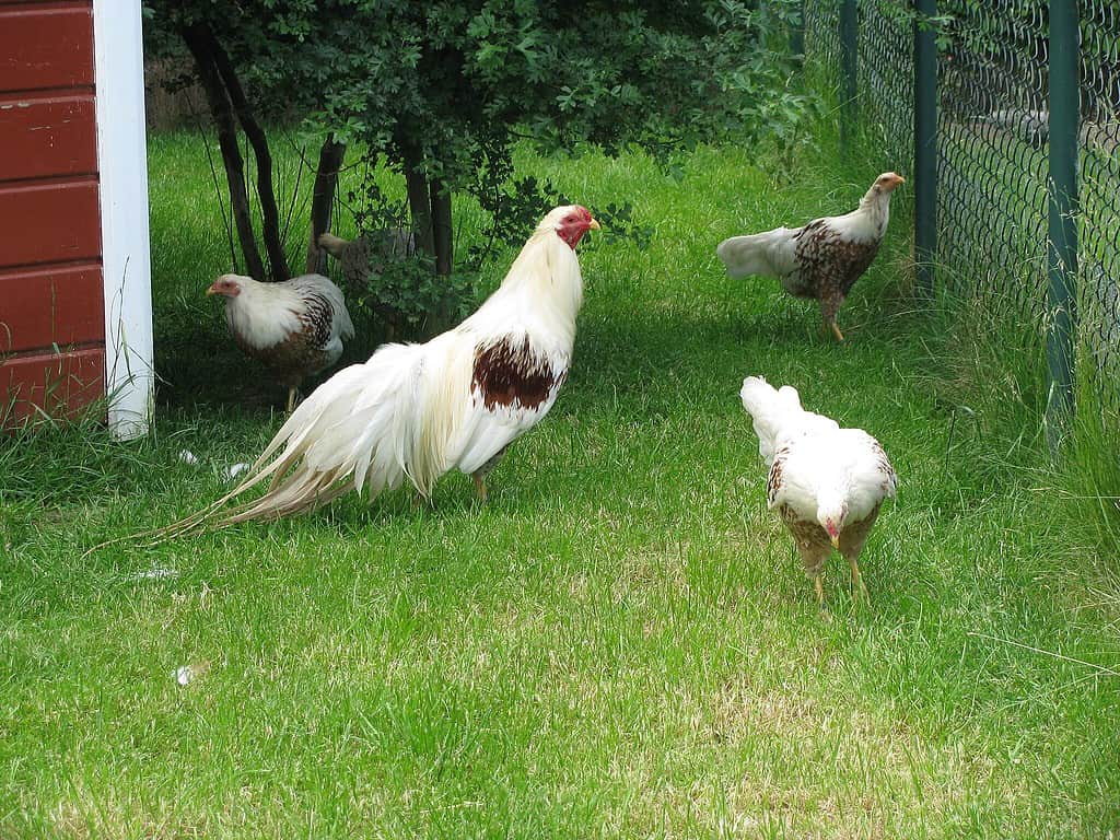 Yokohama chickens
