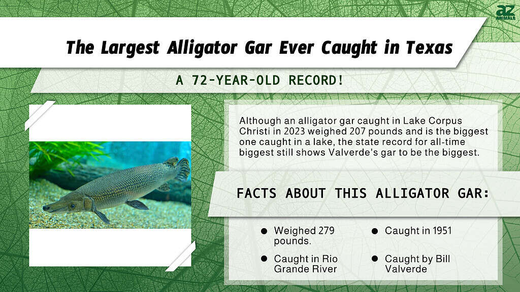 "Largest" infographic for the largest alligator gar ever caught in Texas.