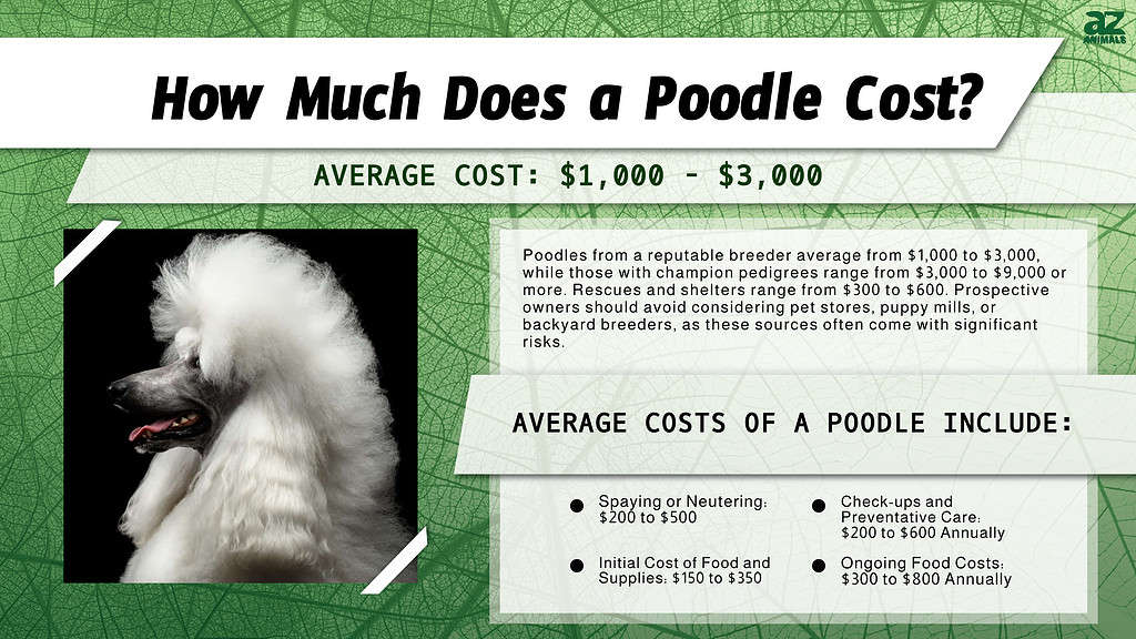 Poodle S In 2024 Purchase Cost