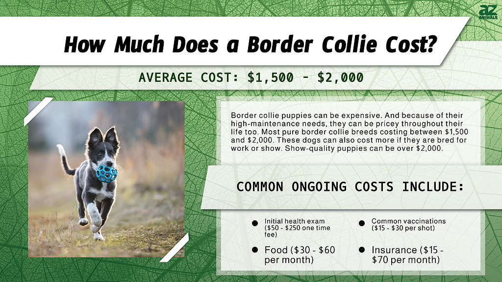 Border Collie - Price, Temperament, Life span