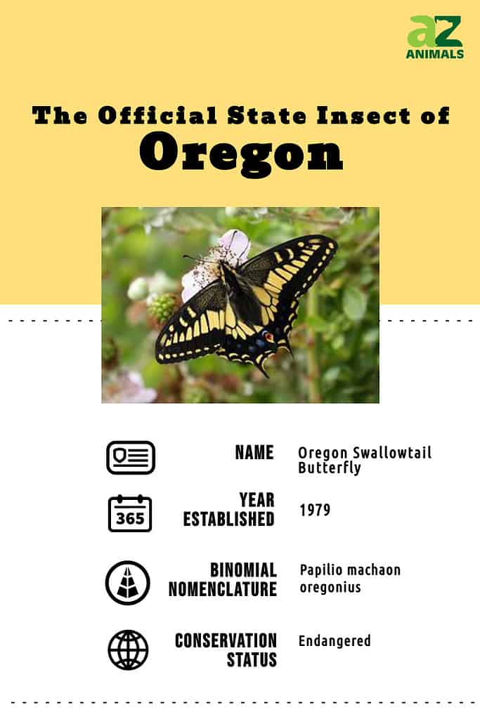 State animal infographic for the state insect of OR, the Oregon swallowtail butterfly.