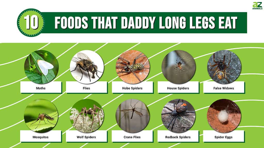 What Do Daddy Long Legs Eat? 10 Foods in Their Diet - A-Z Animals