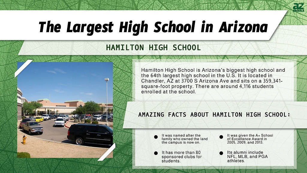 Infographic of the Largest High School in Arizona