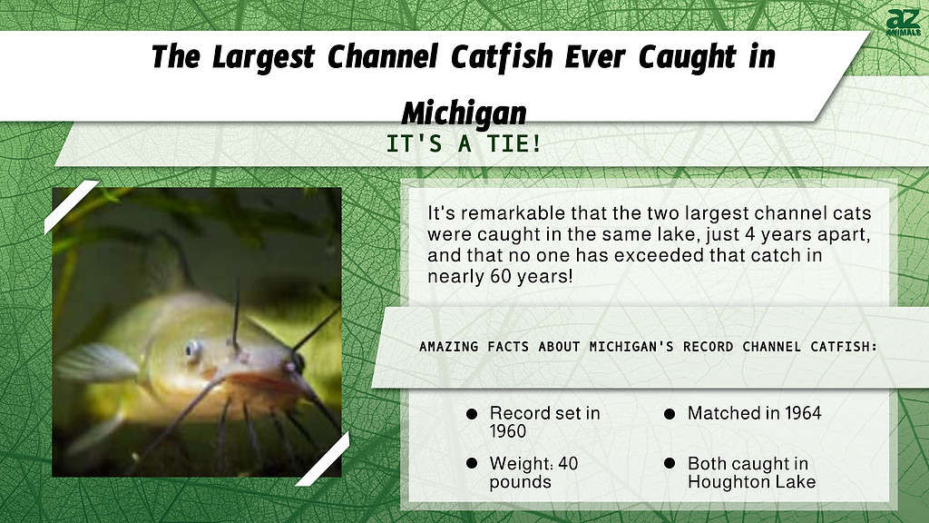 "Largest" Infographic for the largest channel catfish ever caught in Michigan.