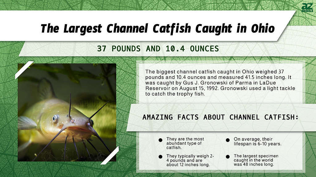 Infographic of The Largest Channel Catfish Caught in Ohio