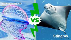 Portuguese Man-Of-War vs. Stingray: Which Deep Sea Creature Would Win in a Fight? photo