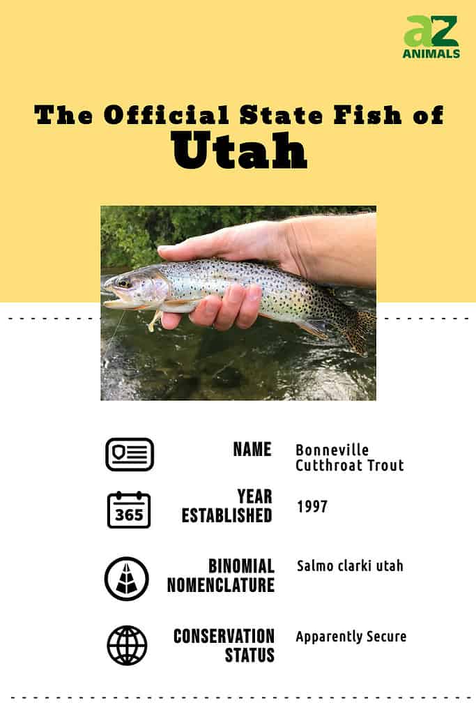 State animal infographic for the state fish of Utah, the Bonneville cutthroat trout.