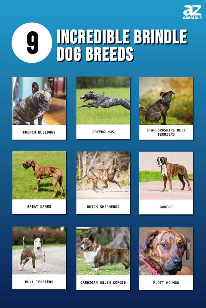 Infographic for 9 Incredible Brindle Dog Breeds